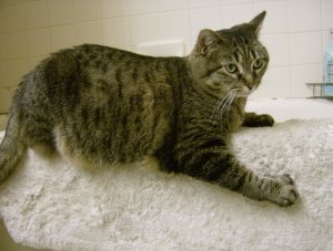 Deidre says: you may not shower until I am done lying on the bath mat.